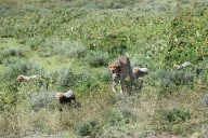FEATURE - Gepard-Junge versteckt sich im Kotflügel eines Jeeps in Tansania