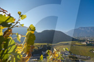 REPORTAGE - Weinberge Waadtland