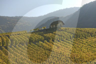 REPORTAGE - Weinberge Waadtland