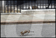 NEWS - Downing Street 10: Eichhörnchen springt am schlafenden Kater Larry vorbei