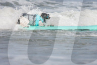 FEATURE -  Vierbeiner beim Surfen am Hundestrand von Del Mar