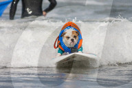 FEATURE -  Vierbeiner beim Surfen am Hundestrand von Del Mar