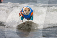 FEATURE -  Vierbeiner beim Surfen am Hundestrand von Del Mar