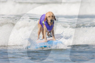 FEATURE -  Vierbeiner beim Surfen am Hundestrand von Del Mar