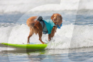 FEATURE -  Vierbeiner beim Surfen am Hundestrand von Del Mar