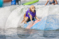 FEATURE -  Vierbeiner beim Surfen am Hundestrand von Del Mar