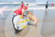 FEATURE -  Vierbeiner beim Surfen am Hundestrand von Del Mar