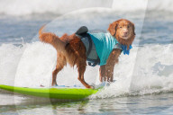 FEATURE -  Vierbeiner beim Surfen am Hundestrand von Del Mar