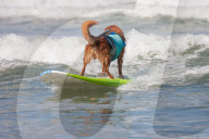 FEATURE -  Vierbeiner beim Surfen am Hundestrand von Del Mar