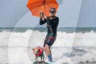 FEATURE -  Vierbeiner beim Surfen am Hundestrand von Del Mar