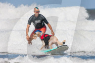 FEATURE -  Vierbeiner beim Surfen am Hundestrand von Del Mar