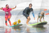FEATURE -  Vierbeiner beim Surfen am Hundestrand von Del Mar