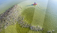 FEATURE - Lukrative Entenzucht in China