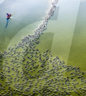 FEATURE - Lukrative Entenzucht in China