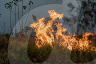 Bolsonaro's Amazon inferno