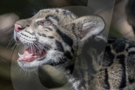 FEATURE - Junge Nebelparden im Zoo von Washington 