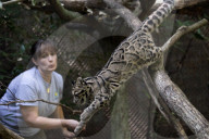 FEATURE - Junge Nebelparden im Zoo von Washington 