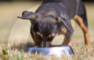 Vegan pet food