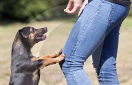 Vegan pet food