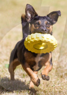 Vegan pet food