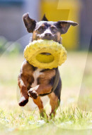 Vegan pet food
