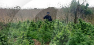 FEATURE - Dem fliegenden Auge bleibt nichts verborgen: Eine Polizei-Drohne entdeckt bei Kinston upon Thames ein Feld mit rund 150 Cannabis-Pflanzen