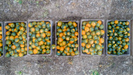 FEATURE - Kürbis-Ernte in Norfolk