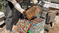 FEATURE - Weltpremiere: Lego-Bienenstock