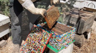 FEATURE - Weltpremiere: Lego-Bienenstock
