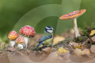 FEATURE - Tierfotografie: Die besten Fotos des British Wildlife Photography Awards 2019