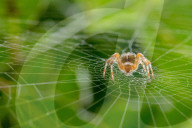 FEATURE - Tierfotografie: Die besten Fotos des British Wildlife Photography Awards 2019