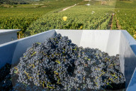 NEWS - Traubenlese im Burgund
