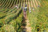 NEWS - Traubenlese im Burgund