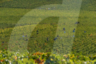 NEWS - Traubenlese im Burgund