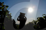 NEWS - Traubenlese im Burgund