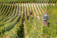 NEWS - Traubenlese im Burgund