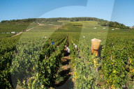 NEWS - Traubenlese im Burgund