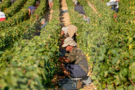 NEWS - Traubenlese im Burgund