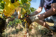 NEWS - Traubenlese im Burgund