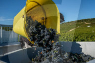 NEWS - Traubenlese im Burgund