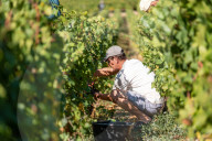 NEWS - Traubenlese im Burgund