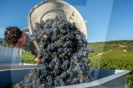 NEWS - Traubenlese im Burgund