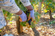 NEWS - Traubenlese im Burgund