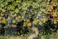 NEWS - Traubenlese im Burgund