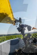 NEWS - Traubenlese im Burgund