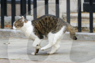 NEWS - Katze Larry vor der Downing Street 10