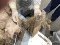 FEATURE - Total vernachlässigter Hund wird geschoren