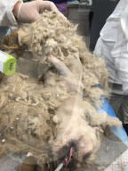 FEATURE - Total vernachlässigter Hund wird geschoren