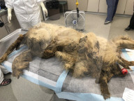 FEATURE - Total vernachlässigter Hund wird geschoren