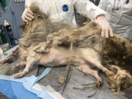 FEATURE - Total vernachlässigter Hund wird geschoren
